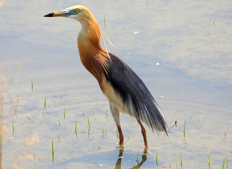 Javan Pond Heron
