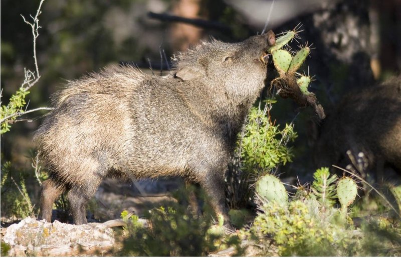 Javelina