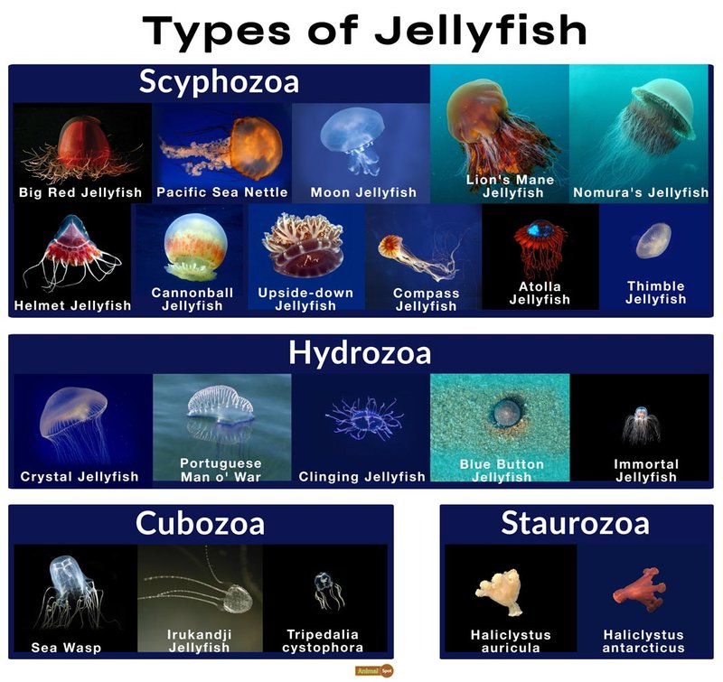 Jellyfish Vs. [Similar Species] - Key Differences