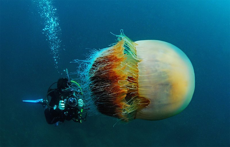 Jellyfish
