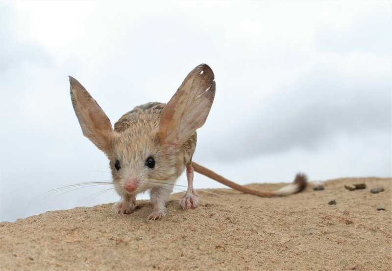 Jerboa