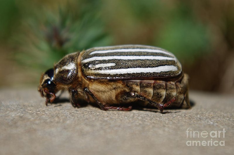 June Bug