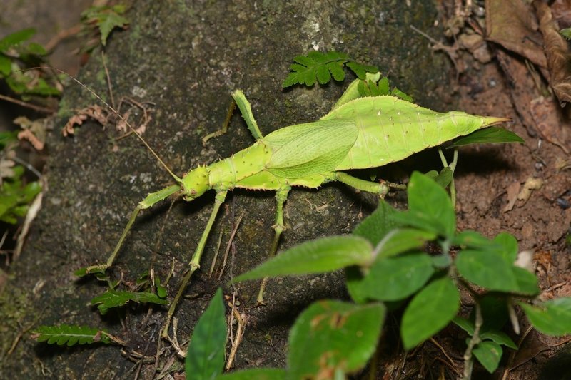 Jungle Nymph