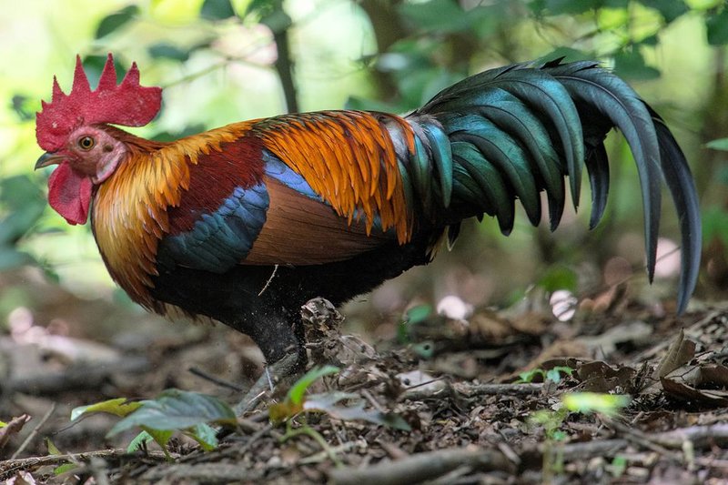 Junglefowl