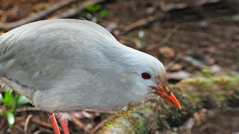 Kagu