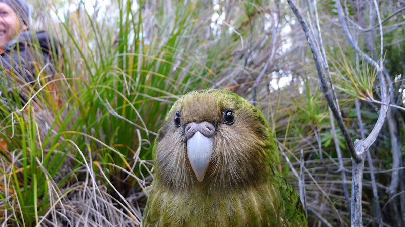Kakapo