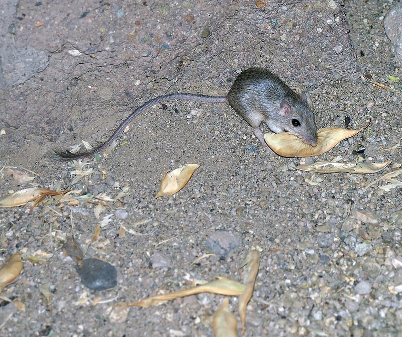 Kangaroo Rat