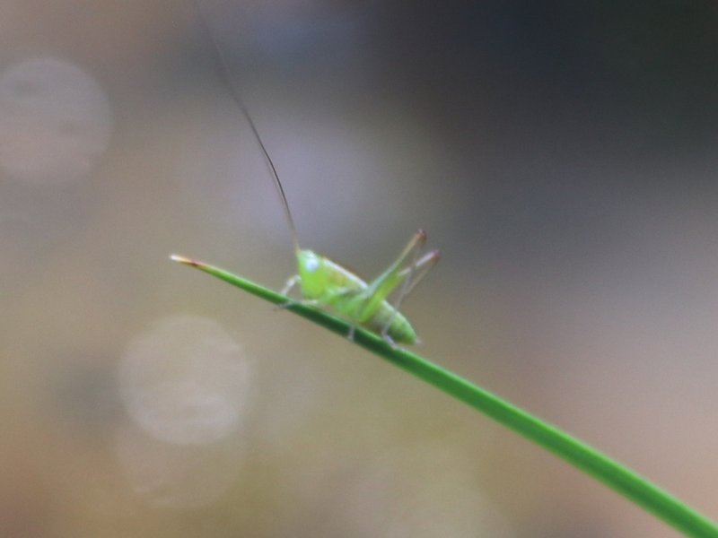 Katydid