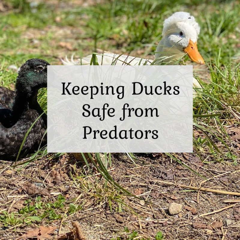Keeping Ducks Safe From Predators