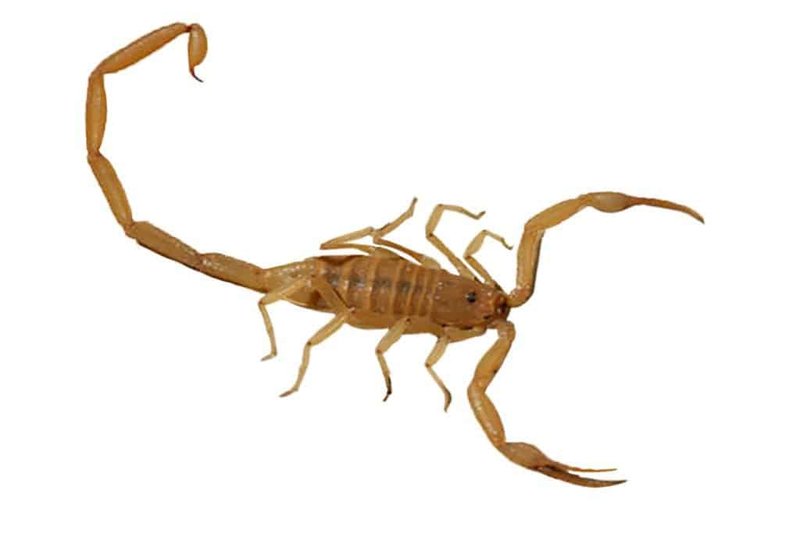 Keeping The Arizona Bark Scorpion As A Pet: Habitat, Diet & Care