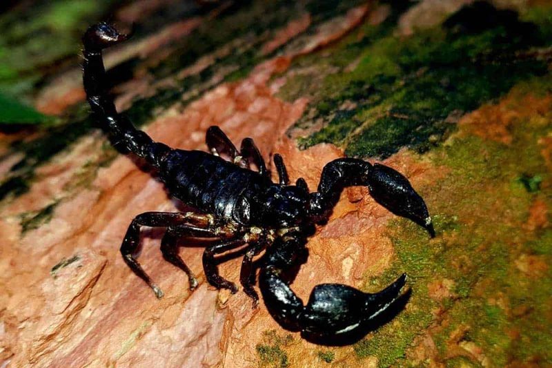 Keeping The Asian Forest Scorpion As A Pet: Habitat, Diet & Care