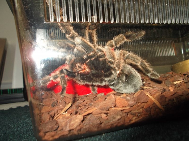 Keeping The Chilean Rose Tarantula As A Pet: Care, Habitat & Feeding