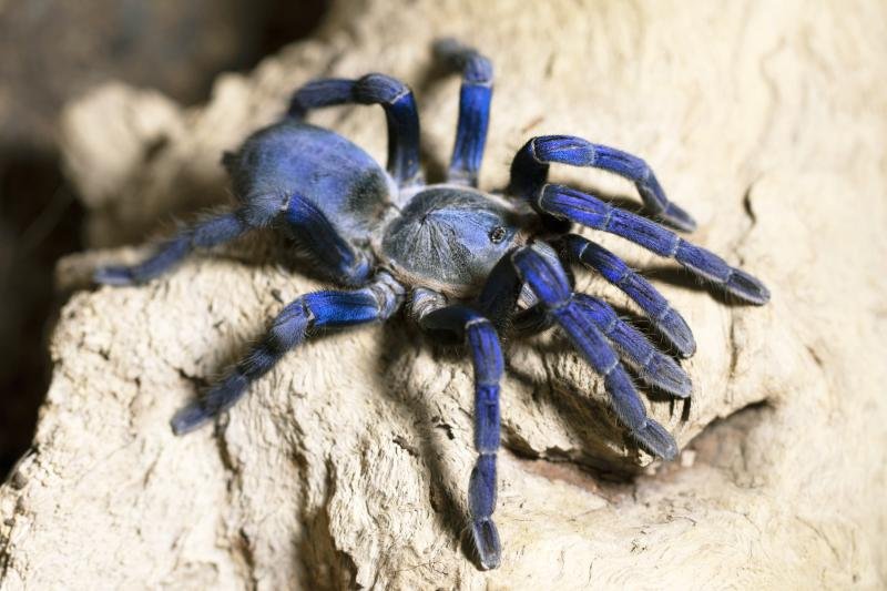Keeping The Cobalt Blue Tarantula As A Pet: Care, Habitat & Feeding
