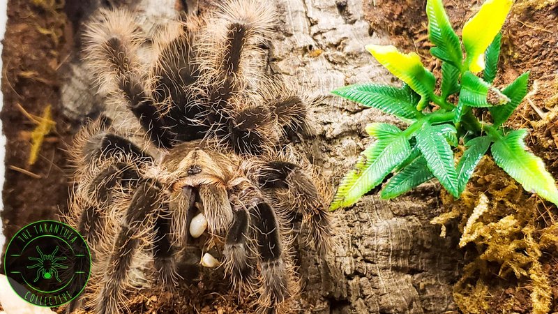 Keeping The Curly Hair Tarantula As A Pet: Care, Habitat & Feeding