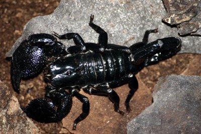 Keeping The Emperor Scorpion As A Pet: Habitat, Diet & Care
