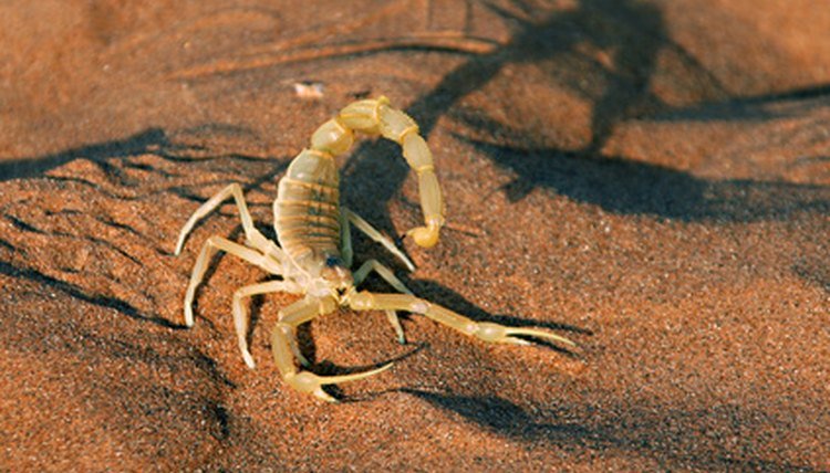 Keeping The Fat-Tailed Scorpion As A Pet: Habitat, Diet & Care