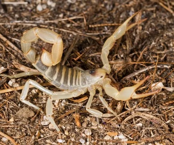 Keeping The Giant Hairy Scorpion As A Pet: Habitat, Diet & Care