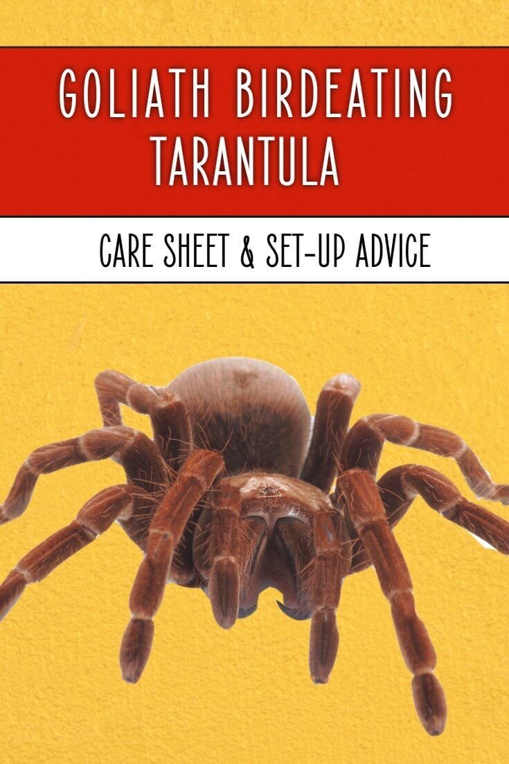 Keeping The Goliath Birdeater As A Pet: Care, Habitat & Feeding