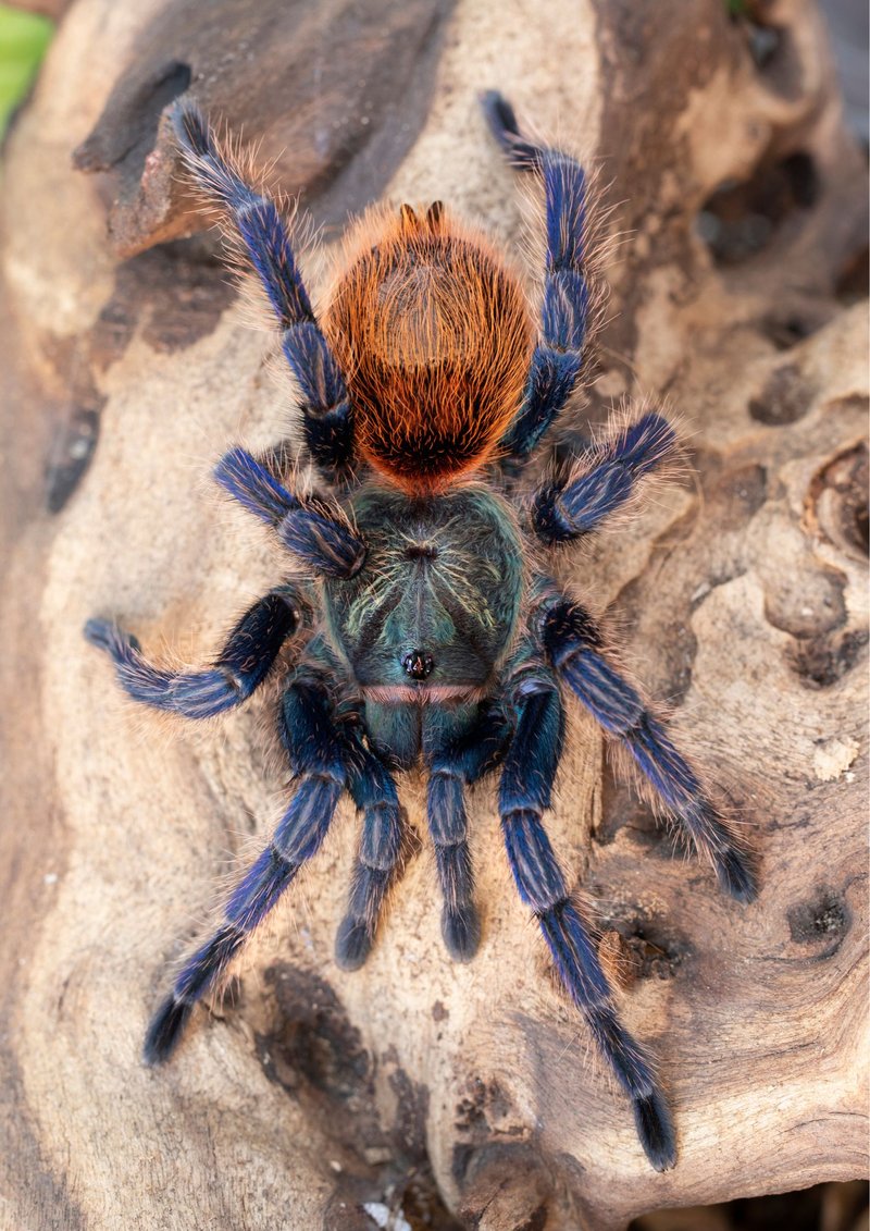 Keeping The Greenbottle Blue Tarantula As A Pet: Care, Habitat & Feeding