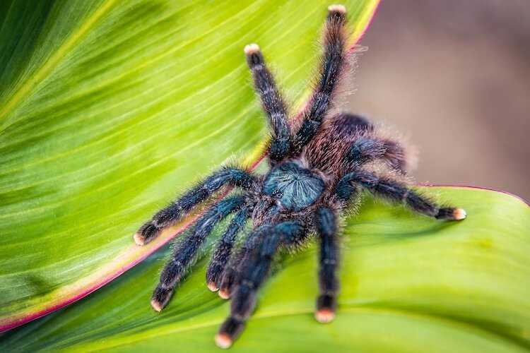 Keeping The Pink Toe Tarantula As A Pet: Care, Habitat & Feeding