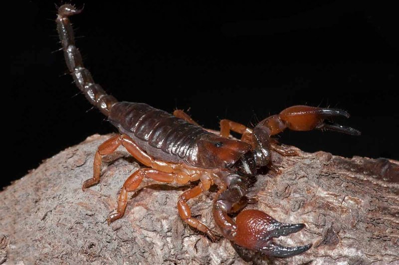 Keeping The Red Claw Scorpion As A Pet: Habitat, Diet & Care
