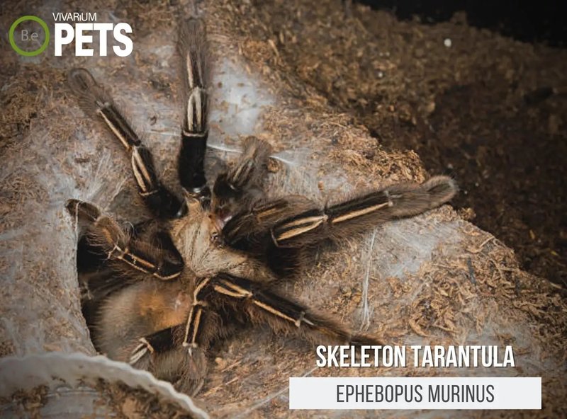 Keeping The Skeleton Tarantula As A Pet: Care, Habitat & Feeding