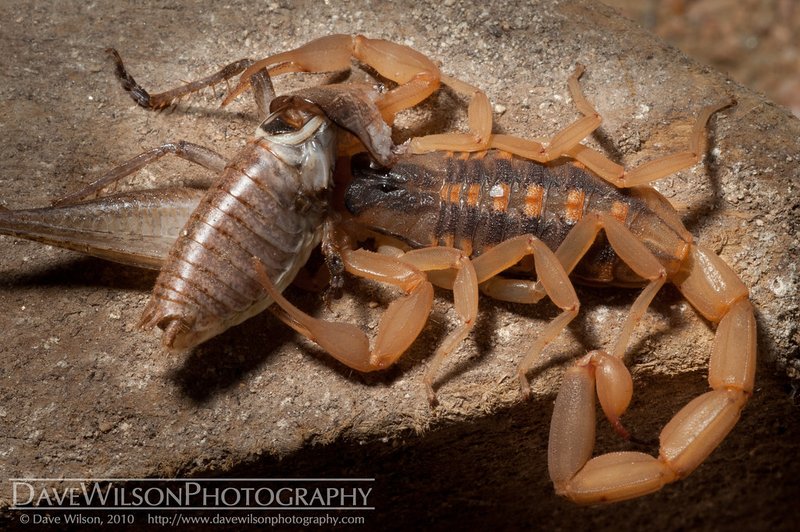 Keeping The Striped Bark Scorpion As A Pet: Habitat, Diet & Care