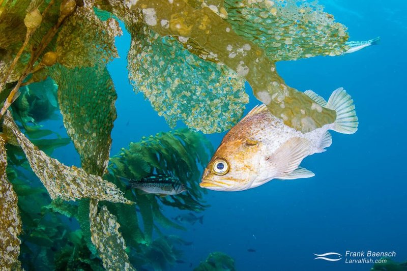Kelpfish