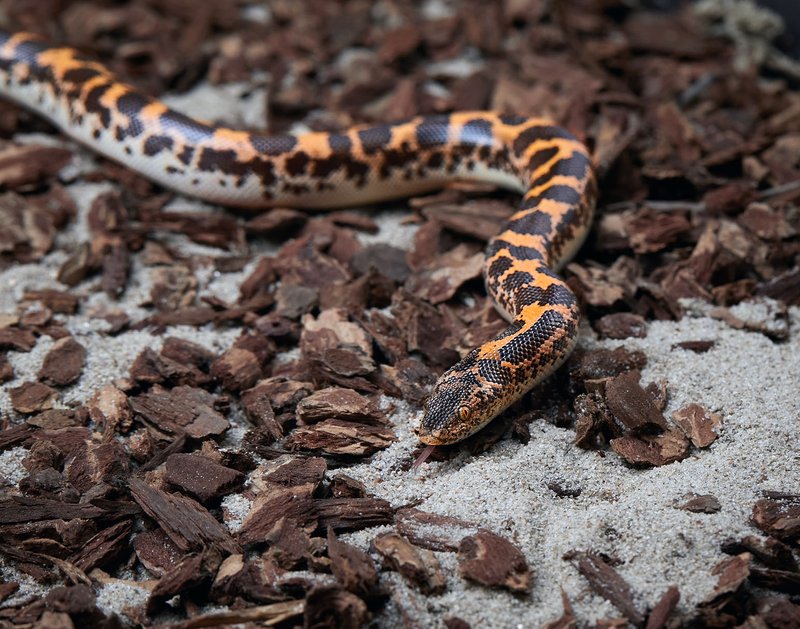 Kenyan Sand Boa
