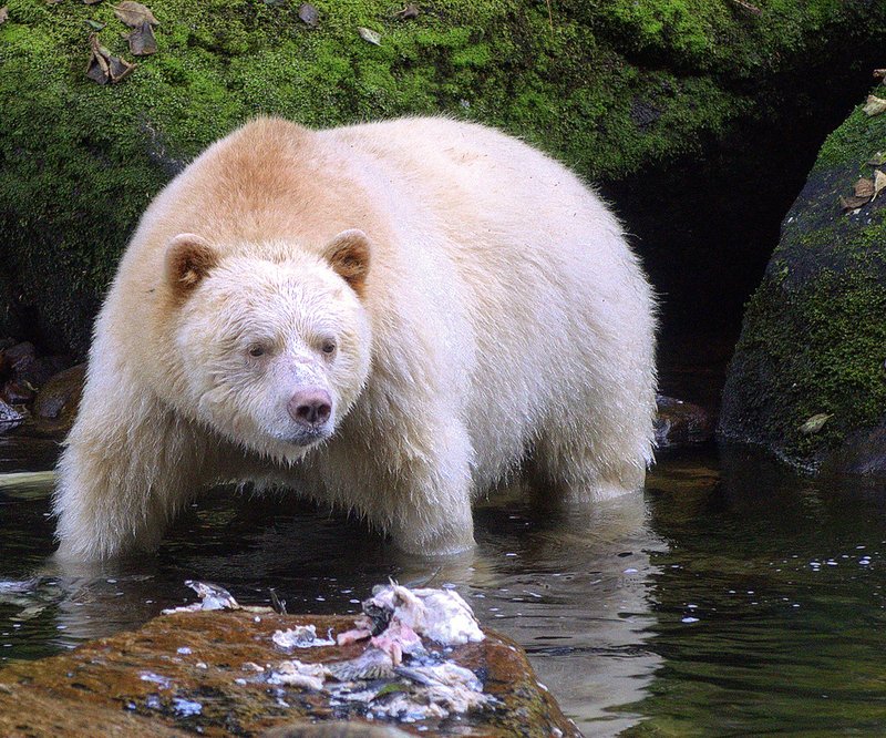 Kermode Bear
