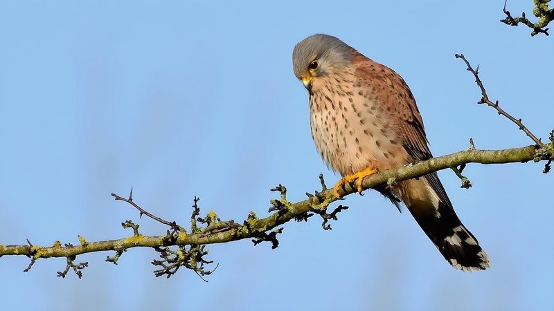 Kestrel