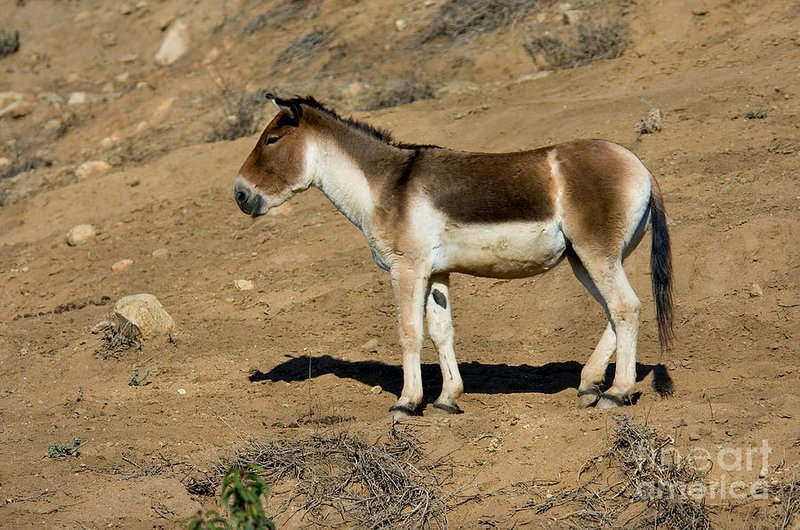 Kiang