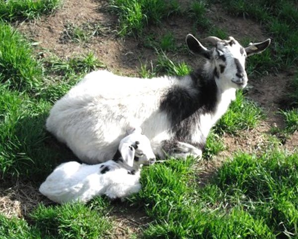 Kiko Goat Overview: History, Traits, And Primary Uses