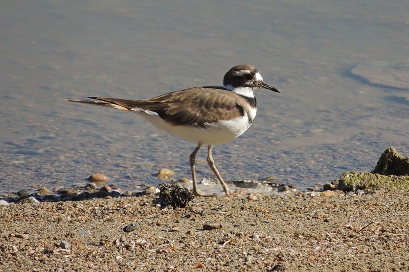 Killdeer