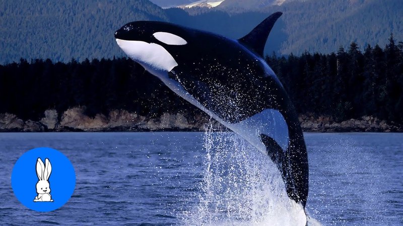Killer Whale