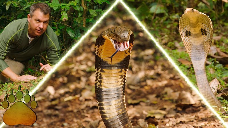King Cobra Vs. [Similar Species] - How They Compare