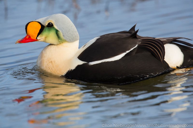 King Eider