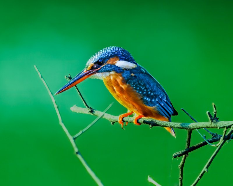 Kingfisher