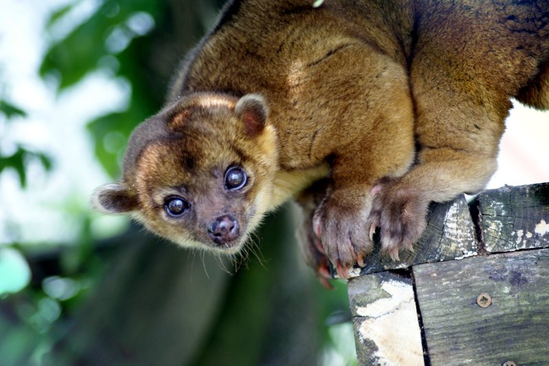 Kinkajou