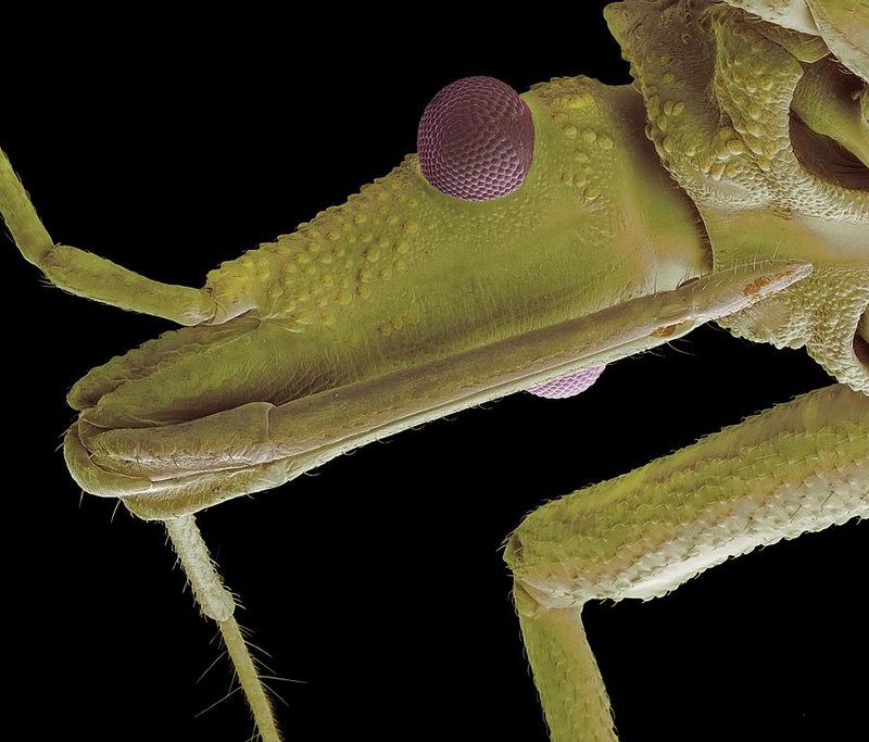 Kissing Bug