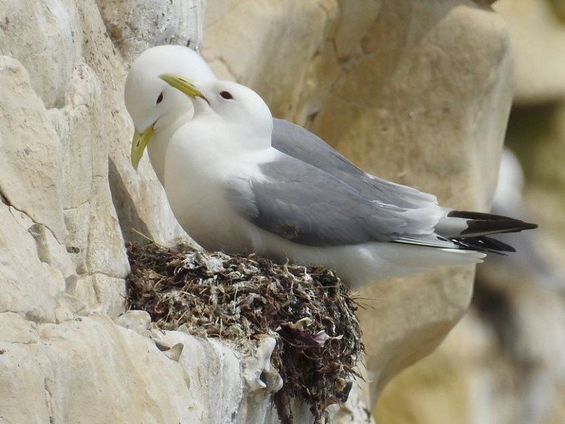 Kittiwake