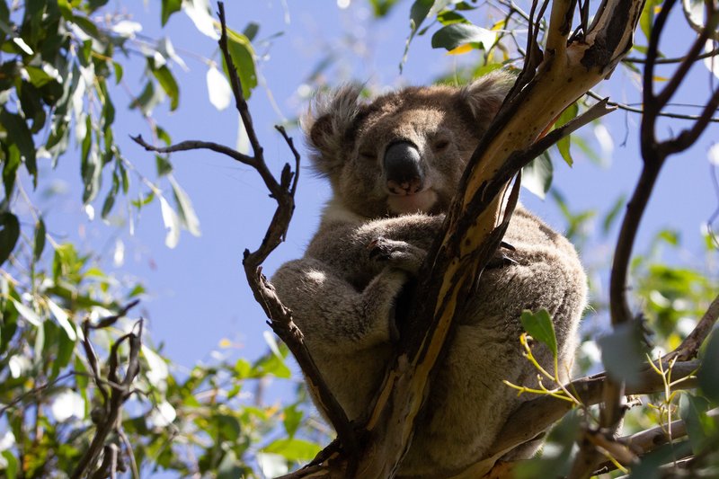 Koala