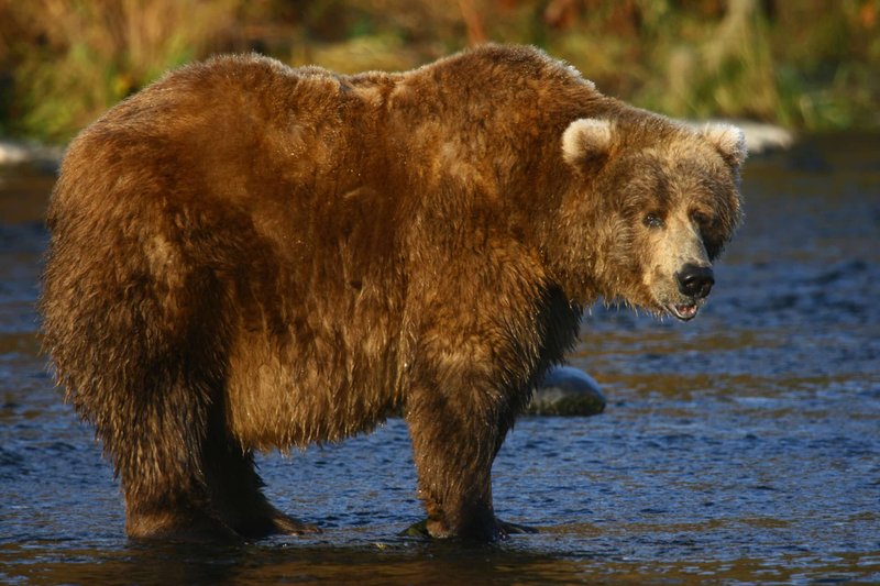 Kodiak Bear