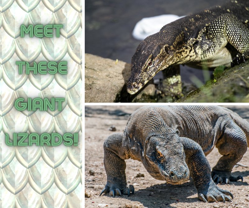 Komodo Dragon Vs. [Similar Species] - How They Compare