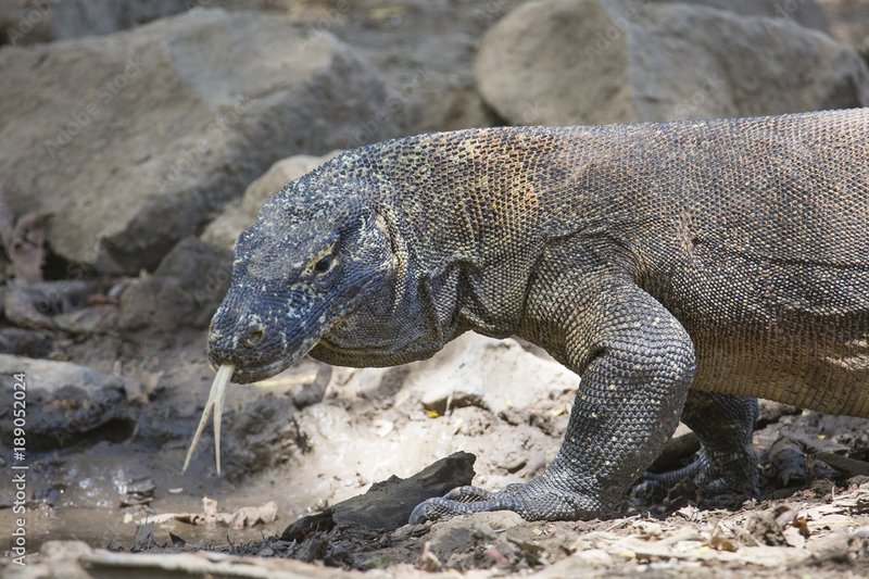 Komodo Dragon