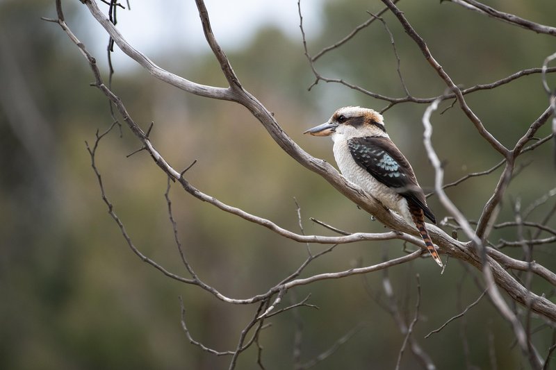 Kookaburra