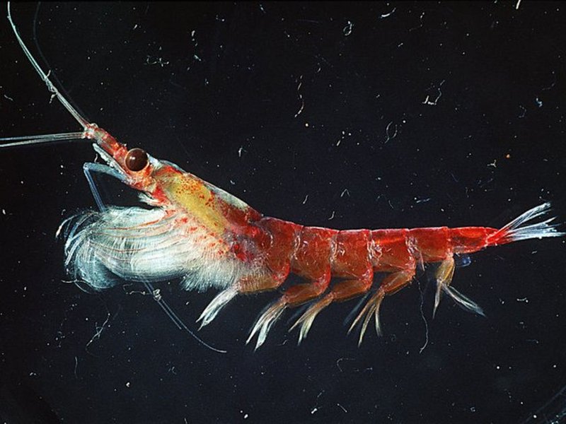 Krill