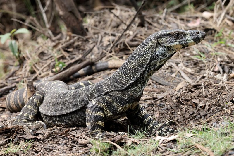 Lace Monitor