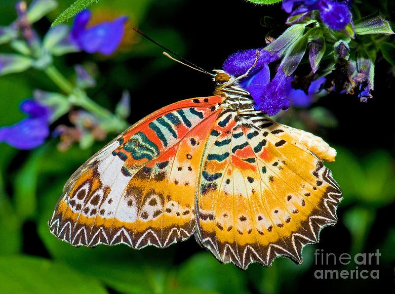 Lacewing