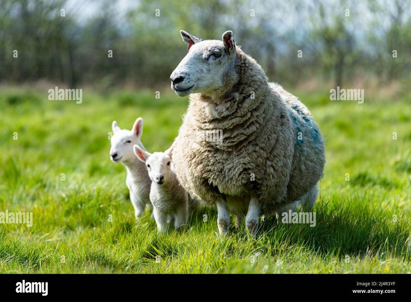 Lambing Season: How To Care For Ewes And Newborn Lambs